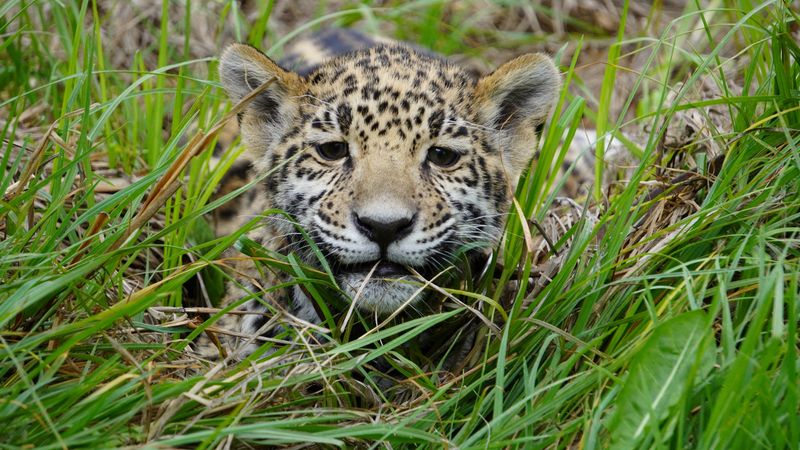 &copy; Reuters. Un jaguar en el santuario de jaguares dentro del Parque de Conservación Reino Animal, en Oxtotipac, Estado de México, México, 2022. Reino Animal/ Handout via REUTERS 