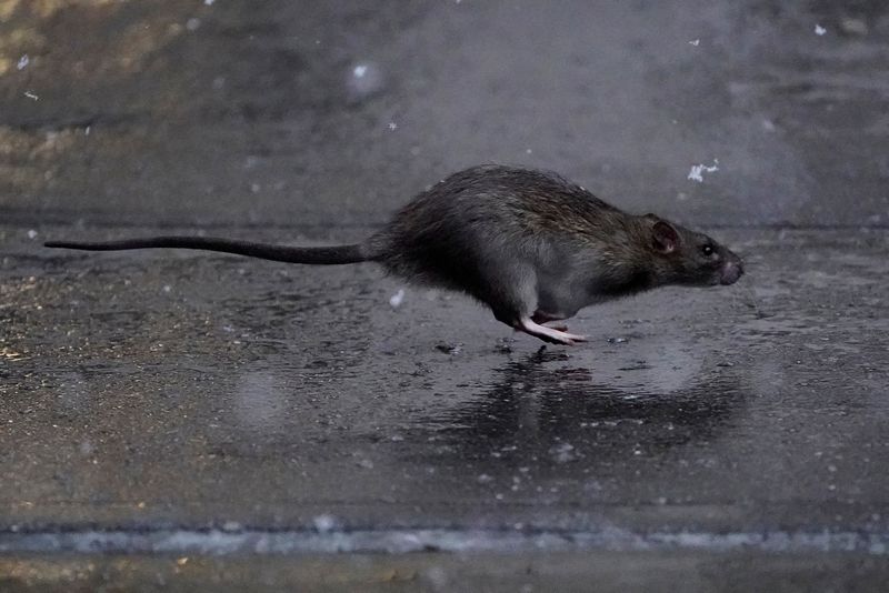&copy; Reuters. FILE PHOTO: A rat runs across a sidewalk in the snow in the Manhattan borough of New York City, New York, U.S., December 2, 2019. REUTERS/Carlo Allegri/File Photo