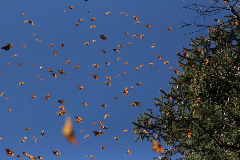 &copy; Reuters. Las mariposas Monarca vuelan en el santuario de Sierra Chincua en Angangeo, en el estado Michoacán, México. 3 diciembre 2022 REUTERS/Raquel Cunha IMÁGENES TPX DEL DÍA
