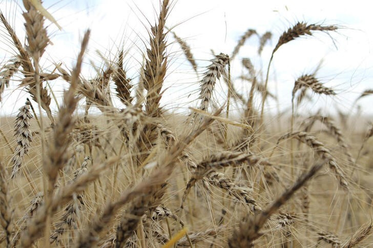 &copy; Reuters. FOTO DE ARCHIVO: El cultivo se ve en un campo de trigo antes de la cosecha anual cerca de Moree, Australia