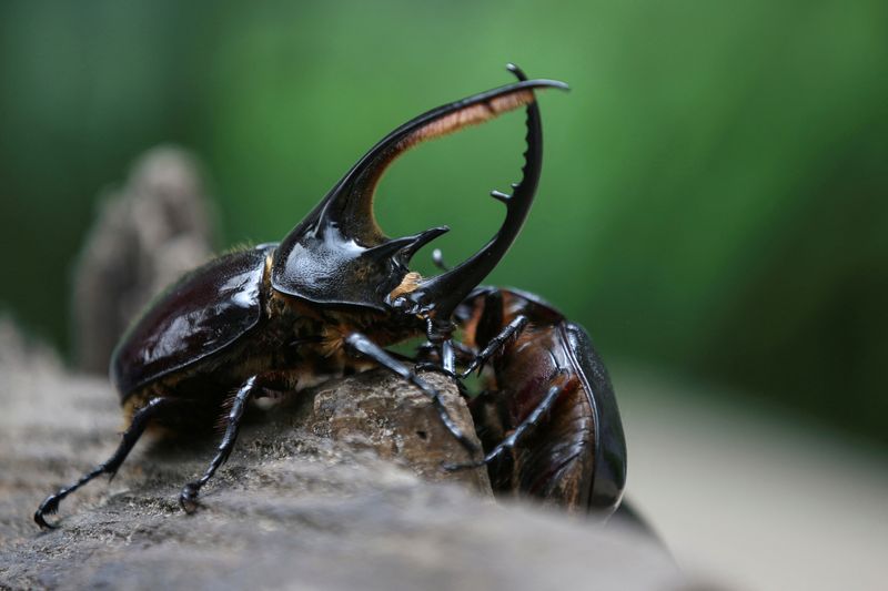 From flickering fireflies to lowly dung beetles, insects are vanishing