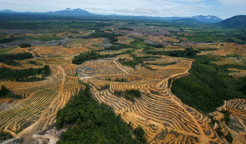&copy; Reuters. FOTO DE ARCHIVO: Vista aérea de una zona forestal talada y destinada a plantaciones de aceite de palma en el distrito de Kapuas Hulu, en la provincia indonesia de Kalimantan Occidental, 6 de julio de 2010.  REUTERS/Crack Palinggi