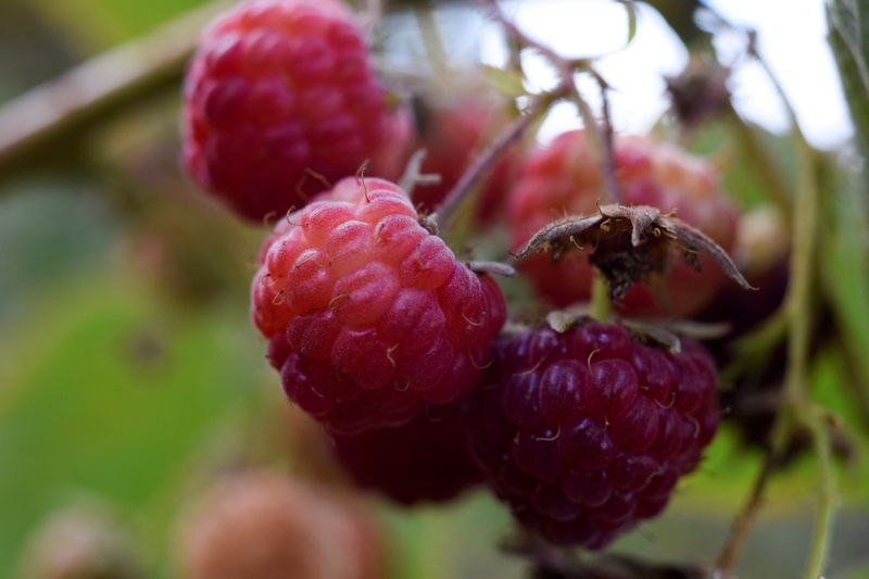 &copy; Reuters. FILE PHOTO: Raspberries are pictured during a harvest season at a farm in Chile March 13, 2020. Picture taken March 13, 2020. REUTERS/Jose Luis Saavedra//File Photo