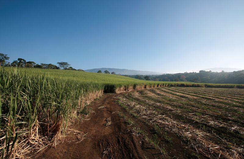 &copy; Reuters. Lavoura de cana-de-açúcar na Costa Rica
07/12/2022
REUTERS/Juan Carlos Ulate