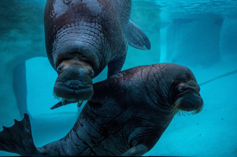 Teenage walruses dine on gourmet mussels at new home in U.S. zoo