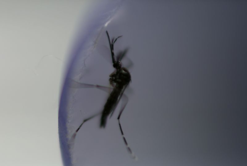 &copy; Reuters. Mosquito Aedes aegypti com bactéria bloqueadora da dengue Wolbachia em laboratório em Rio de Janeiro
29/08/2017
REUTERS/Pilar Olivares