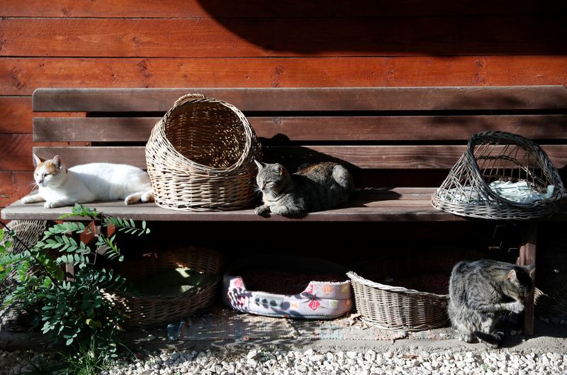 &copy; Reuters. FILE PHOTO: Cats rest at Noah's Ark Animal Shelter in Budapest, Hungary, November 2, 2022.  REUTERS/Bernadett Szabo