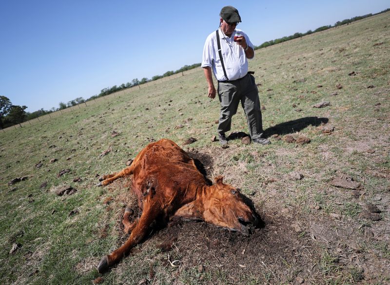 &copy; Reuters. Farmer Ignacio Bastanchuri, 65, sips mate drink as he walks past by a cow that died from the drought caused by the climate phenomenon La Nina, at a farm in Navarro, in Buenos Aires province, Argentina December 5, 2022. REUTERS/Agustin Marcarian