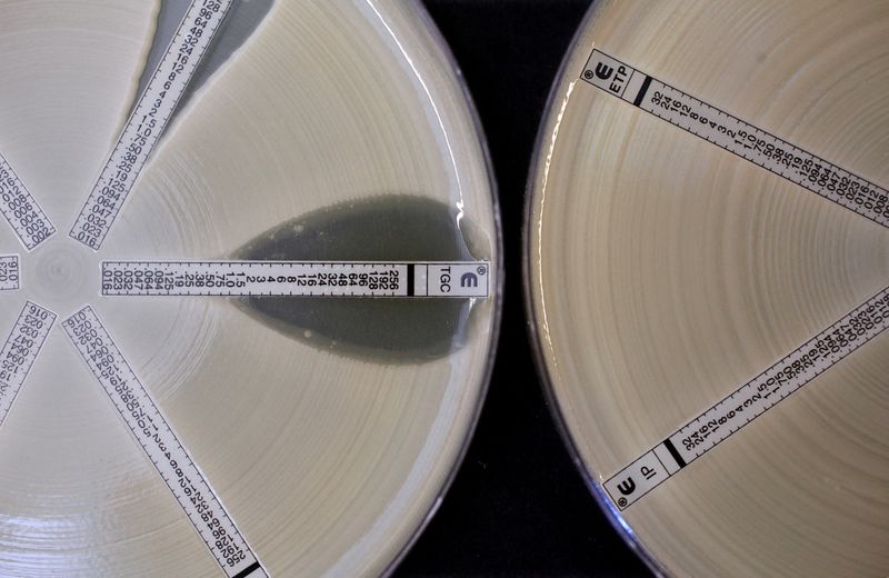 &copy; Reuters. FOTO DE ARCHIVO: Dos placas de Petri cubiertas con una bacteria resistente a antibióticos llamada "Klebsiella" con una mutación denominada "NDM 1" y posteriormente expuesta a varios antibióticos en la Agencia de Protección de la Salud en Londres, Rein
