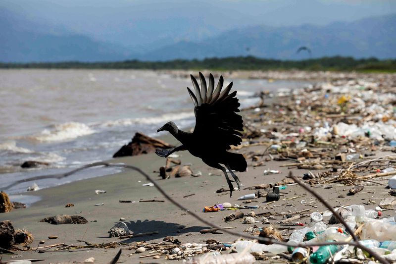 &copy; Reuters. FILE PHOTO: A vulture is pictured at a beach covered in trash washed up from the Motagua River in the village of Quetzalito, in Puerto Barrios, Guatemala September 24, 2020. REUTERS/Luis Echeverria