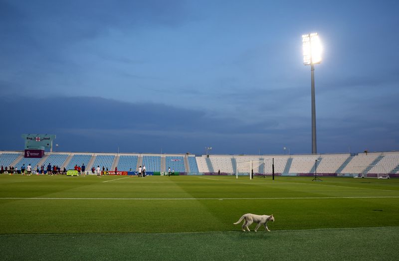 &copy; Reuters. Foto de archivo de un gato paseando por el lugar de entrenamiento de la selección de Inglaterra en el Mundial de Qatar. Estadio Al Wakrah SC, Al Wakrah, Qatar. 17 de noviembre de 2022. 
REUTERS/Molly Darlington