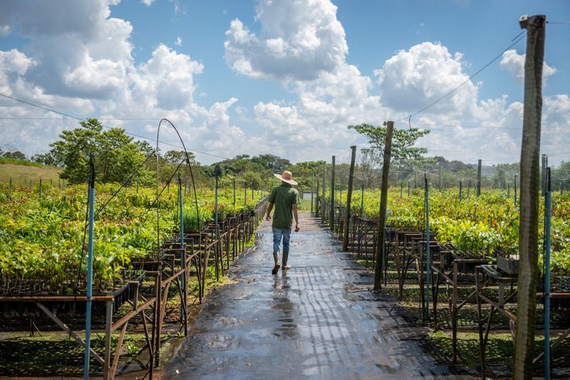 &copy; Reuters. An arborist walks in a tree nursery in the watershed area, part of a push to restore water catchment areas and prevent droughts, near Sao Paulo, Brazil in an undated photograph. Lucca Messer/United Nations Environment Programme/Handout via REUTERS. 