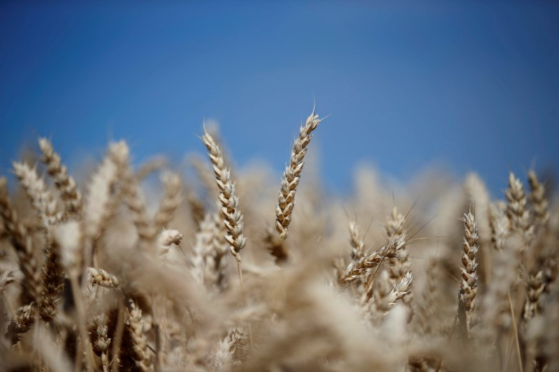 &copy; Reuters. Área de cultivo de trigo em Schersheim, França 
05/07/2019
REUTERS/Vincent Kessler