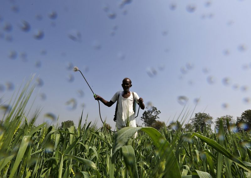 &copy; Reuters. FOTO DE ARCHIVO: Un agricultor rocía una mezcla de fertilizante y pesticida en su cultivo de trigo en las afueras de la ciudad de Ahmedabad, en el oeste de India