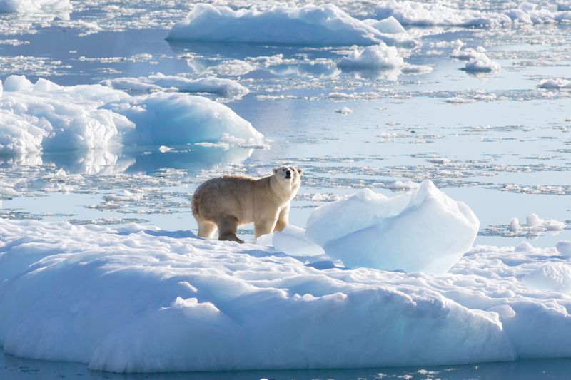 &copy; Reuters. 　１２月１４日、氷山は溶け、大陸は縮小して一握りの島々になってしまった。写真はホッキョクグマ。グリーンランドで２０１６年９月撮影。提供写真（２０２２年　ロイター/Thomas W. Joha