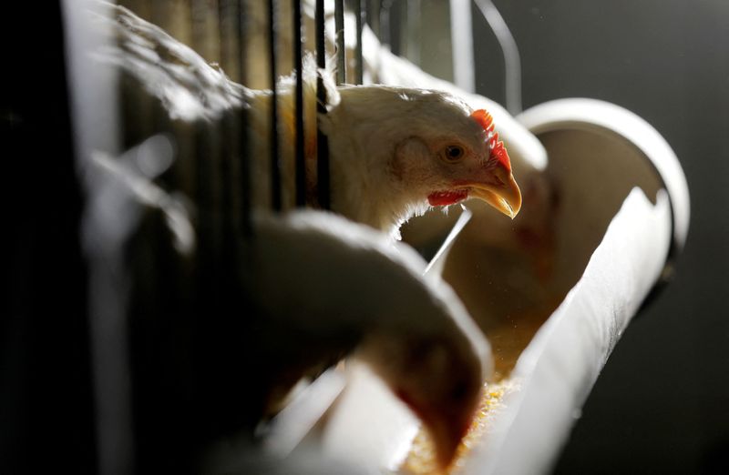 Brazil chicken production and exports seen rising in 2023 -industry group