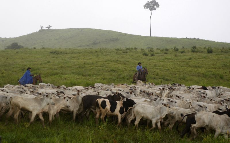 &copy; Reuters. Gado na região da Amazônia, em Marabá (PA)
15/12/2022
REUTERS/Paulo Whitaker  (BRAZIL ENVIRONMENT SOCIETY)