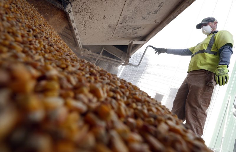 &copy; Reuters. FOTO DE ARCHIVO: Un trabajador se encuentra sobre granos de maíz que se vacían de un contenedor de grano en DeLong Company en Minooka, Illinois, Estados Unidos. 24 de septiembre, 2014. REUTERS/Jim Young/Archivo