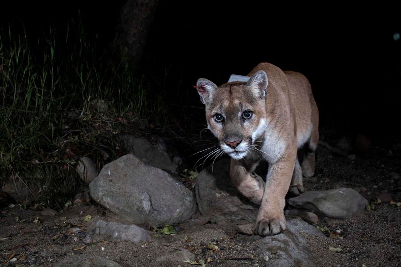 &copy; Reuters. FILE PHOTO: A trail camera picture of mountain lion P-22, in Los Angeles, California, U.S., 2012. Miguel Ordenana/NATIONAL HISTORY MUSUEM OF L.A./Griffith Park Connectivity/Handout via REUTERS  