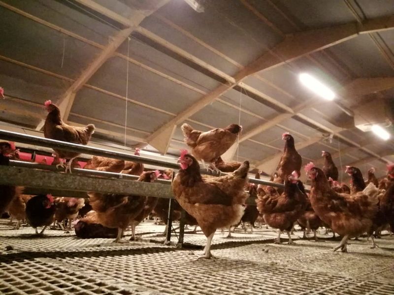 &copy; Reuters. FILE PHOTO: Free range hens under cover at Frank Thompstone's Anslow Eggs farm, in Burton-on-Trent, central England November 22, 2022. Frank Thompstone/Handout via Reuters