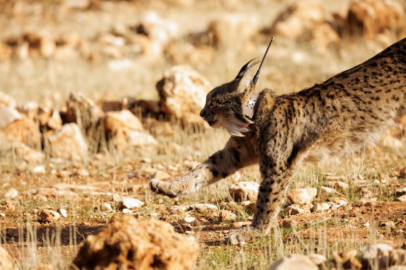 &copy; Reuters. Una hembra de lince ibérico, un felino en peligro de extinción, llamada Ilexa es liberada junto a otros cuatro linces, como parte del proyecto europeo 'Life LynxConnect' para recuperar esta especie en la sierra de Arana, en Iznalloz, cerca de Granada, s