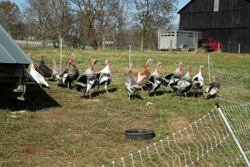 © Reuters. Fazenda de perus em Georgetown, EUA
16/11/2021
REUTERS/Amira Karaoud