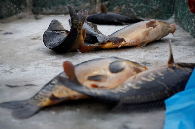 &copy; Reuters. Carps freshly taken out of the water jump before being stunned, at the fish farm in Rembertow Poland December 17, 2022. REUTERS/Kuba Stezycki