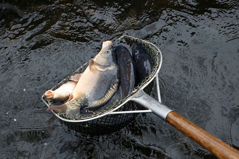 © Reuters. A carp is fished out from a water tank at fish farm in Rembertow, Poland December 17, 2022. REUTERS/Kuba Stezycki