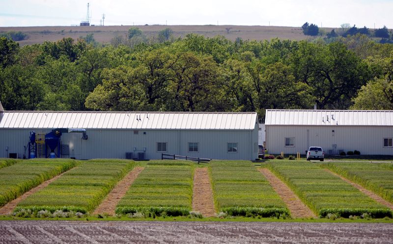 © Reuters. FILE PHOTO: Five by 15 foot test plots of different hybrid wheat strains are grown at the research farm for the bio-technology company Syngenta near Junction City, Kansas, U.S. May 4, 2017.  REUTERS/Dave Kaup