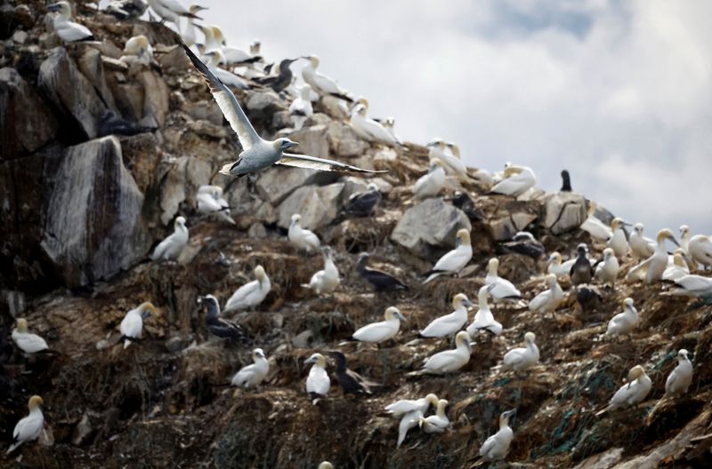 © Reuters. Colônia de gansos-patola do norte na ilha Rouzic do arquipélago Sept-Iles, uma reserva de pássaros afetada por uma grave epidemia de gripe aviária, na costa de Perros-Guirec, França
05/09/2022
REUTERS/Stephane Mahe