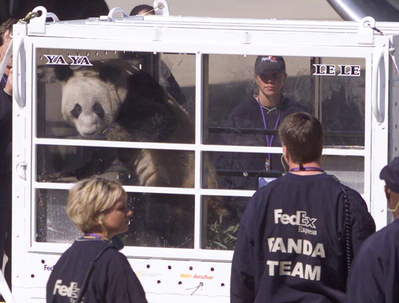 &copy; Reuters. دبة الباندا الصغيرة  يا يا البالغة من العمر عامين ودب الباندا لي لي يصلان إلى حديقة حيوان ممفيس بالولايات المتحدة قادمين من العاصمة الصينية 