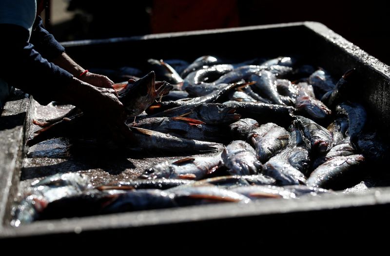 &copy; Reuters. Pescador artesanal manuseia peixes para venda em Valparaíso, no Chile
26/10/2022 REUTERS/Rodrigo Garrido