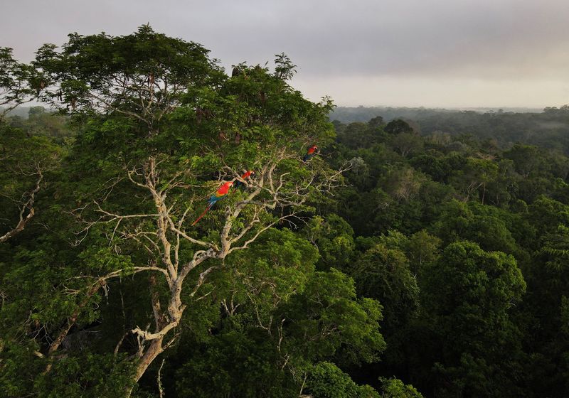 &copy; Reuters. Arara em árvore na floresta amazônica em Manaus
26/10/2022 REUTERS/Bruno Kelly