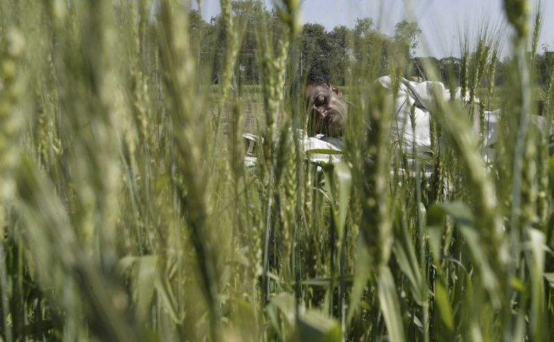 © Reuters. Lavoura de trigo em desenvolvimento na Índia 
23/12/2022
REUTERS/Raj Patidar (INDIA - Tags: BUSINESS AGRICULTURE)