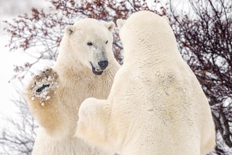 &copy; Reuters. FILE PHOTO: Polar bears spar near the Hudson Bay community of Churchill, Manitoba, Canada November 20, 2021. Picture taken November 20, 2021. REUTERS/Carlos Osorio