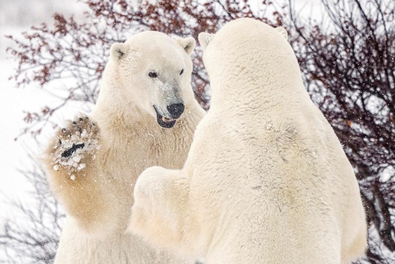 Canada's Hudson Bay polar bear population plummets as climate change warms Arctic