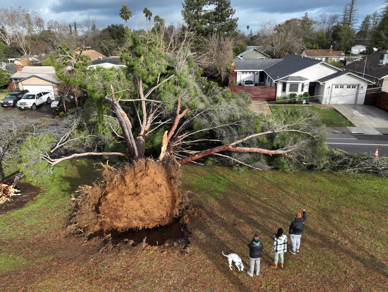 © Reuters. A drone view of residents looking a tree that fell during a winter storm with high winds in Sacramento, California, U.S. January 8, 2023.  REUTERS/Fred Greaves