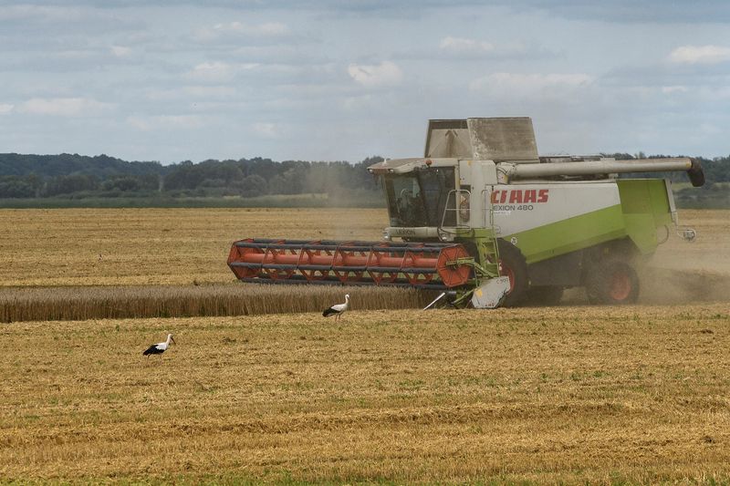 &copy; Reuters. FOTO DE ARCHIVO. Cigüeñas caminan junto a una cosechadora de trigo en un campo cerca del pueblo de Zghurivka, en medio del ataque de Rusia a Ucrania, en la región de Kiev, Ucrania. 9 de agosto de 2022. REUTERS/Viacheslav Musiienko