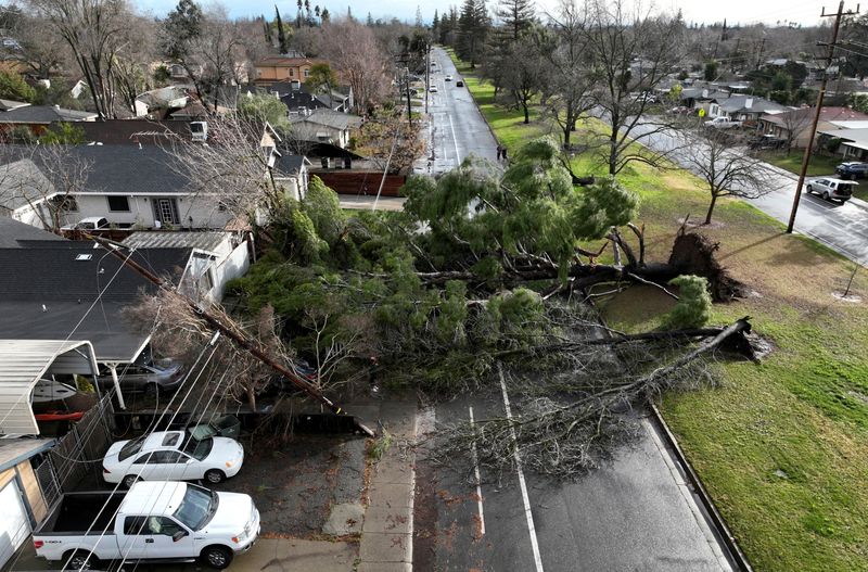 &copy; Reuters. FILE PHOTO: A drone view of a tree that fell during a winter storm with high winds in Sacramento, California, U.S. January 8, 2023.  REUTERS/Fred Greaves     