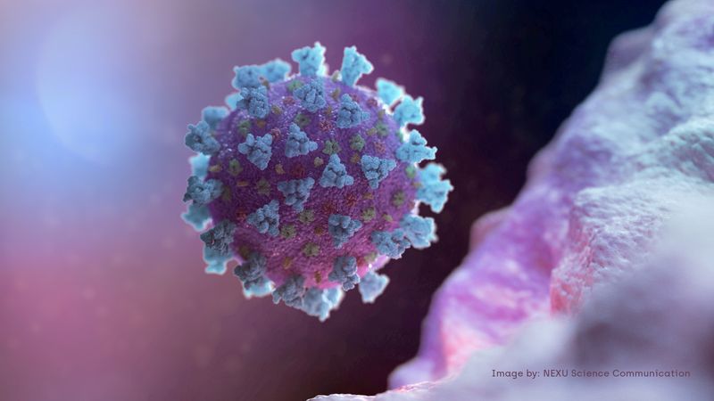 &copy; Reuters. FILE PHOTO: A computer image created by Nexu Science Communication together with Trinity College in Dublin, shows a model structurally representative of a betacoronavirus which is the type of virus linked to COVID-19,  shared with Reuters on February 18, 