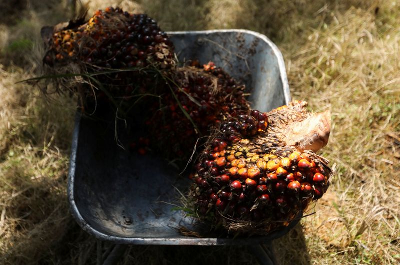 &copy; Reuters. Fresh fruit bunches of oil palm tree are are seen inside a wheelbarrow at a palm oil plantation in Kuala Selangor, Selangor, Malaysia April 26, 2022. REUTERS/Hasnoor Hussain