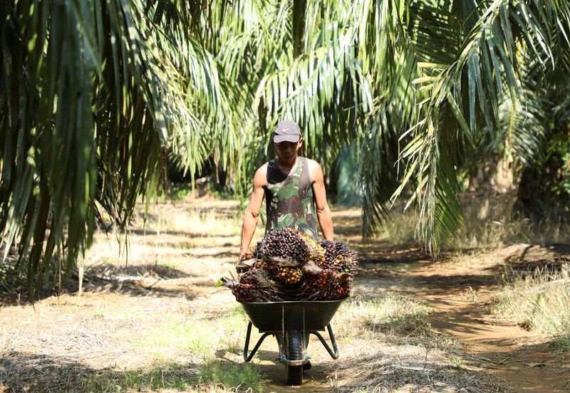 © Reuters. FILE PHOTO: A worker pushes a wheelbarrow of fresh fruit bunches of oil palm tree during harvest at a palm oil plantation in Kuala Selangor, Selangor, Malaysia April 26, 2022. REUTERS/Hasnoor Hussain/File Photo
