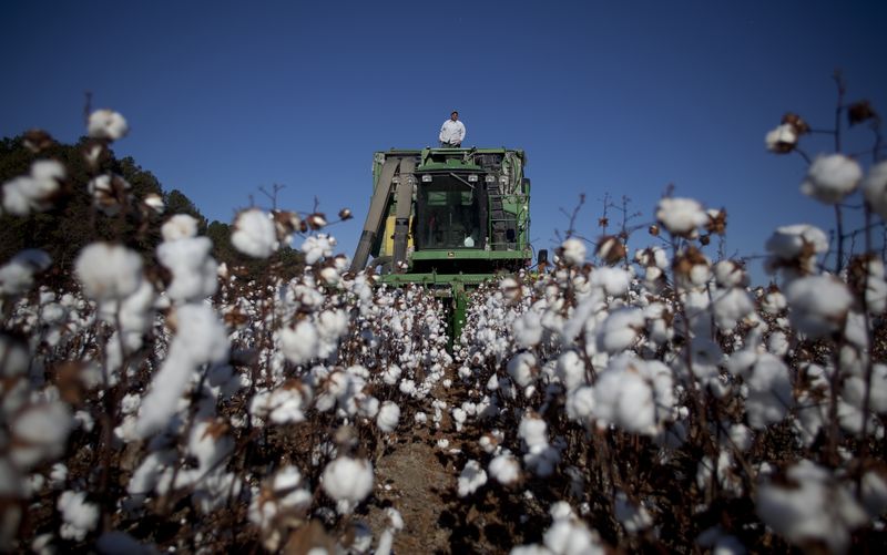 © Reuters. Colheita de algodão em Minturn, Carolina do Sul nos EUA 
12/01/2023
REUTERS/Randall Hill (UNITED STATES - Tags: AGRICULTURE BUSINESS)