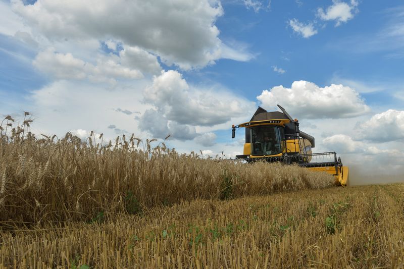 © Reuters. Colheitadora em um campo de trigo na região de Kharkiv, Ucrânia
19/07/2022
REUTERS/Sofiia Gatilova