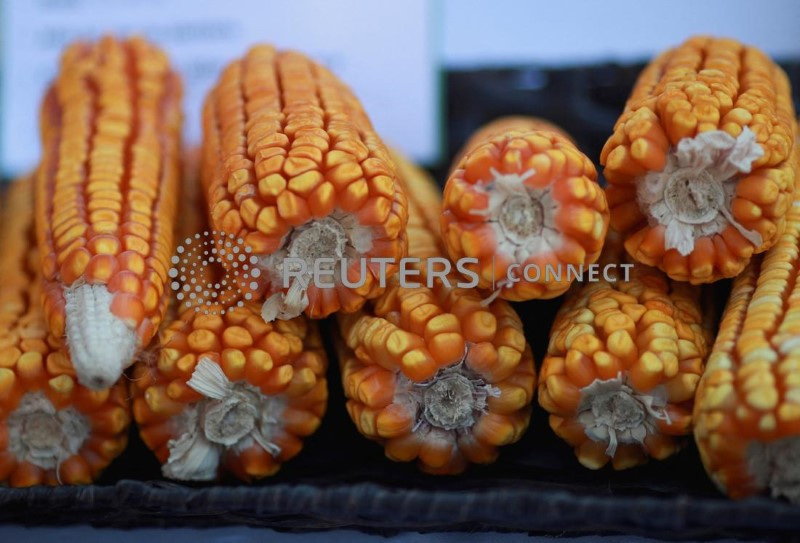 &copy; Reuters. Espigas de milho em feira na Cidade do México
29/09/2022
REUTERS/Henry Romero