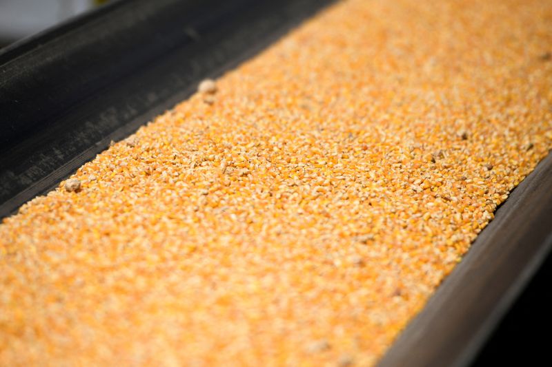 &copy; Reuters. Grãos de milho em unidade produtora no Brasil. REUTERS/Yahir Ceballos