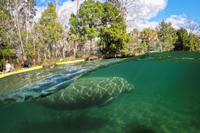 &copy; Reuters. FILE PHOTO: People ride a kayak as a manatee swims off-boundaries of a sanctuary in Three Sisters Springs at the Crystal River National Wildlife Refuge, in Crystal River, Florida, U.S., January 13, 2023. REUTERS/Marco Bello