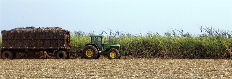 © Reuters. Colheita de cana-de-açúcar em Sertãozinho (SP)
18/01/2023
REUTERS/Paulo Whitaker  PW/TY