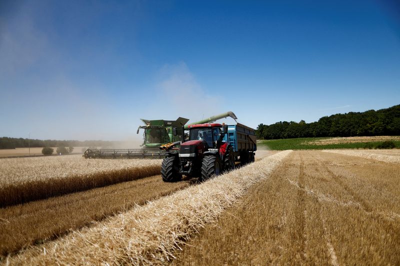 &copy; Reuters. FILE PHOTO: A combine harvester unloads harvested wheat grain into a trailer in Survilliers, France, July 15, 2022. REUTERS/Benoit Tessier/File Photo