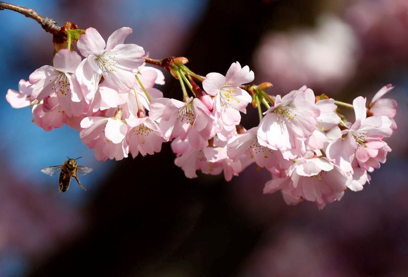 &copy; Reuters. FILE PHOTO: A bee is pictured during a cherry blossom season on a street at Berlin's Lichterfelde district, Germany, March 30, 2019.   REUTERS/Fabrizio Bensch